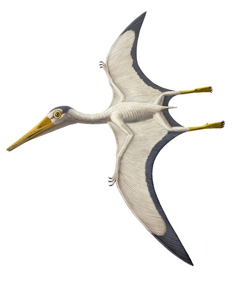 Carnegie Museum Of Natural History — Photo ©AMNH Pterodactyl or ...