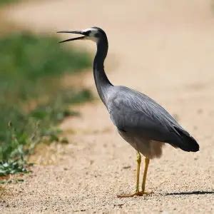 White-Faced Heron - Facts, Diet, Habitat & Pictures on Animalia.bio