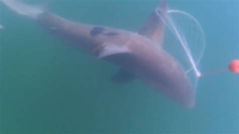 'Just surreal': great white shark spotted in Lake Macquarie at Bonnells