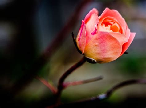 Autumn Rose | Autumn rose, Floral photography, Planting roses
