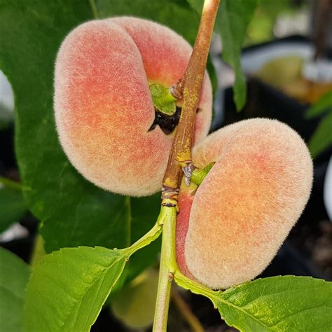 Donut Peach Growing at Adam Ross blog