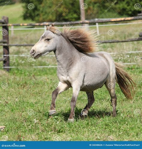 1,130 Miniature Horse Stallion Stock Photos - Free & Royalty-Free Stock