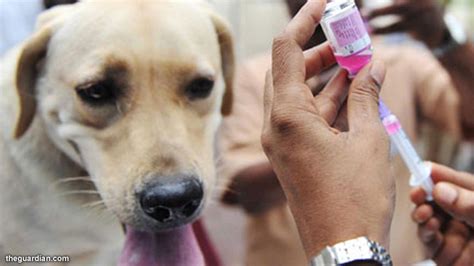 provinsi  indonesia  bebas rabies