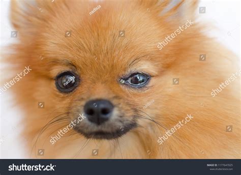 Dog Has Eye Problem Conjunctivitis Stock Photo 1177647025 | Shutterstock