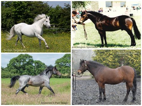 Elite Stallions - New Forest Pony & Cattle Breeding