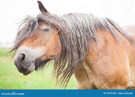 European horse stock photo. Image of closeup, closeups - 73704108