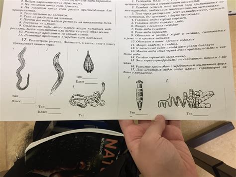 ПОДПИШИТЕ К КАКОМУ ТИПУ И КЛАССУ ОТНОСЯТСЯ ДАННЫЕ ЧЕРВИ СРОЧНО ОЧЕНь ...