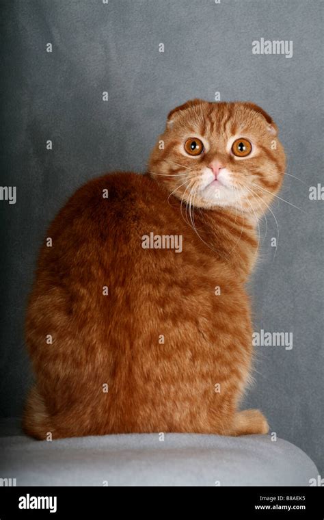 Scottish Fold cat Stock Photo - Alamy