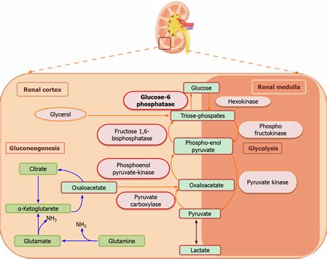 Gluconeogenesis Steps And Enzymes