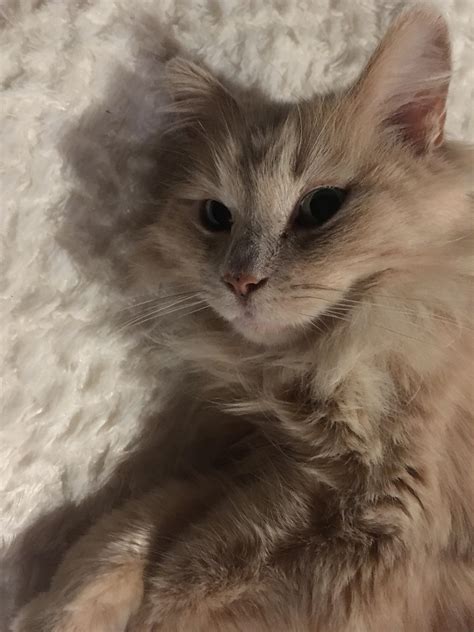 The cutest kitty around : r/aww