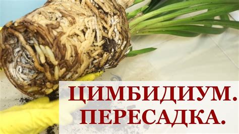 ЦИМБИДИУМ. ПЕРЕСАДКА. - YouTube