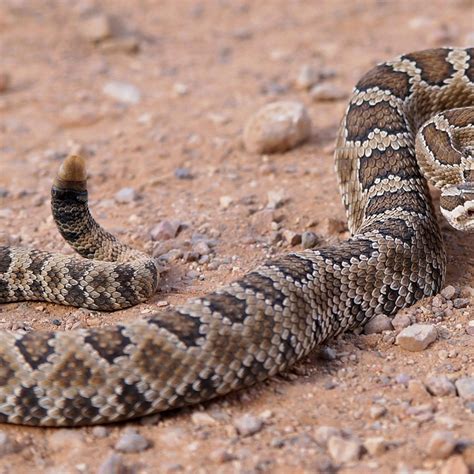 Rattlesnake A Rattlesnake On Your New York Doorstep? This Is What