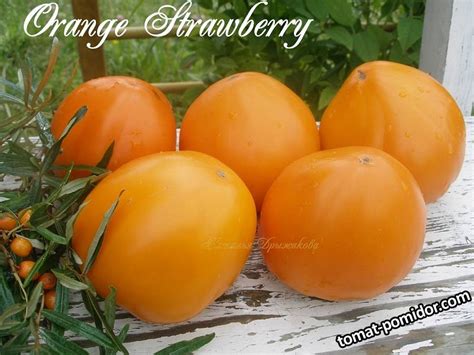 Оранжевая Клубника (Orange Strawberry ) - Альбомы - tomat-pomidor.com