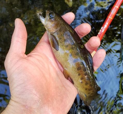 gila trout    brink article  jon carver tenkara angler
