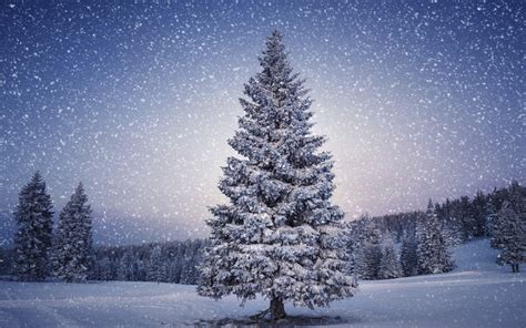 🔥 [40+] Christmas Tree Snow Wallpapers | WallpaperSafari