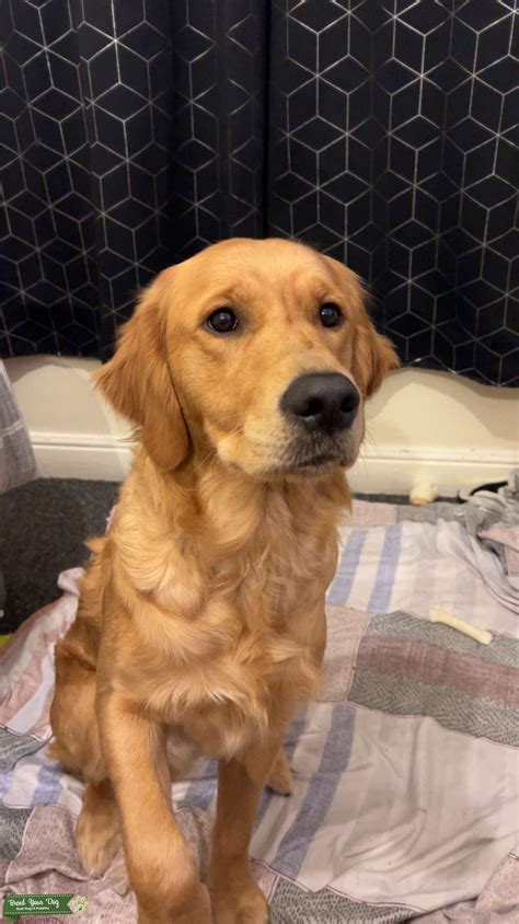 Golden retriever - Stud Dog in Stoke on trent, the United States