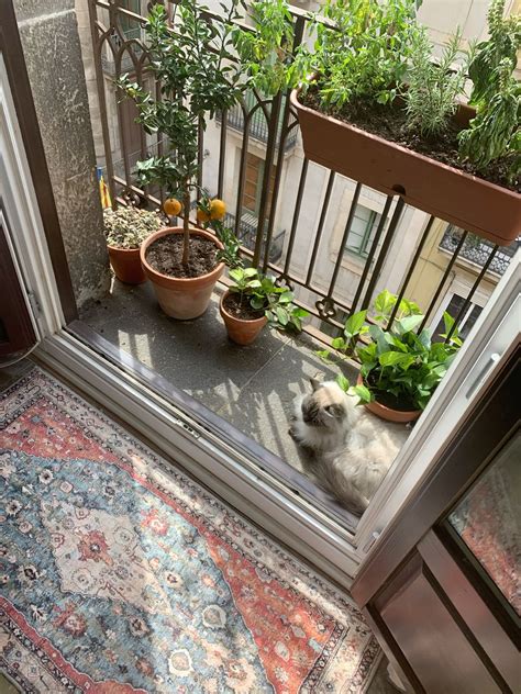 Outdoor living small balcony ideas apartment balcony decor garden