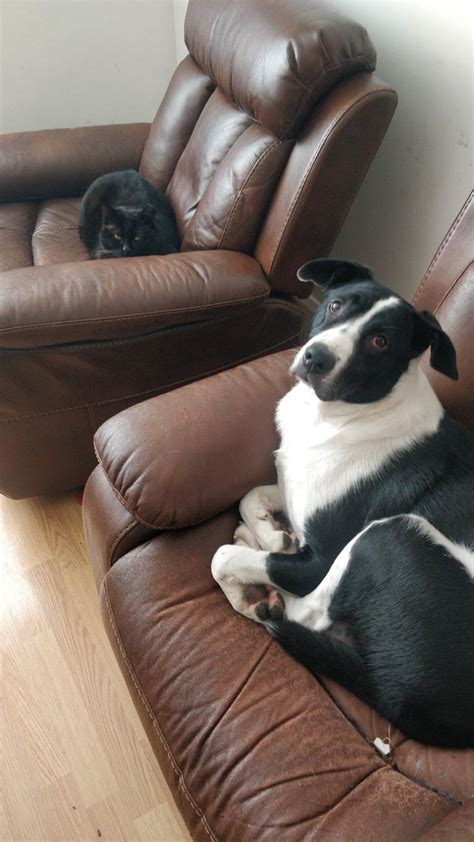Neutered male bothered by unneutered males : dogs