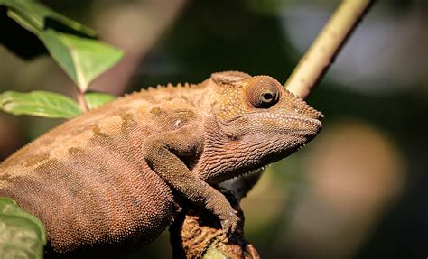 color changing chameleons