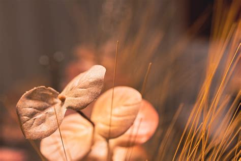Plastic plants for decoration - Photo #7951 - motosha | Free Stock Photos