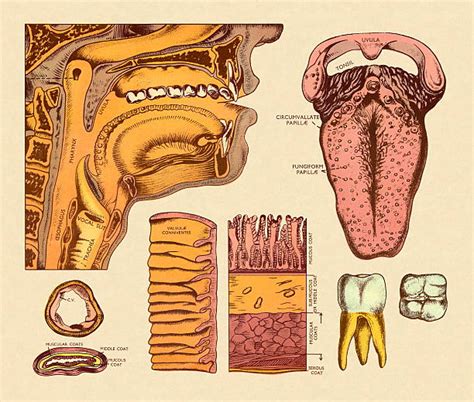 throat anatomy stock illustrations royalty  vector graphics