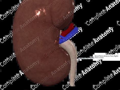 renal pelvis anterior part  complete anatomy