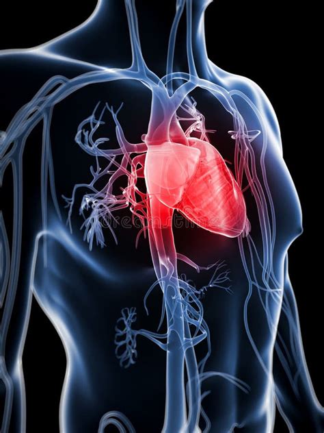 human vascular system stock illustration illustration  artery