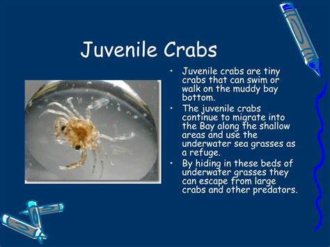 PPT - Life Cycle of the Blue Crab PowerPoint Presentation, free ...