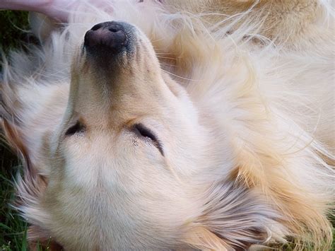 Pawsitive Trance: Unlocking The Secrets Of Canine Hypnosis