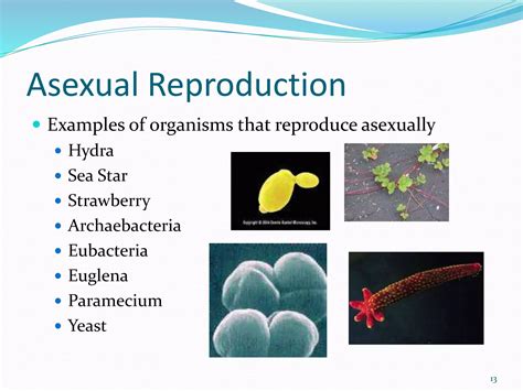 Asexual vs Sexual Reproduction PowerPoint.pptx