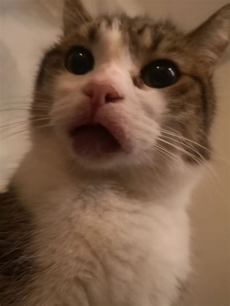 Recently saw my cats mouth had become swollen and red. Anyone know the