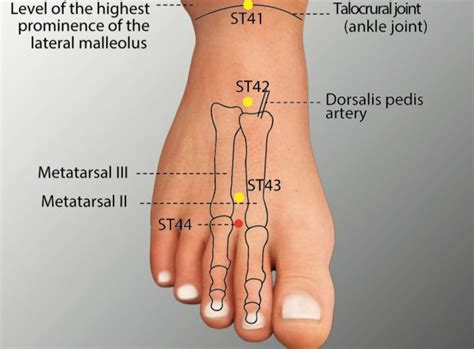 st  neiting stomach meridian acupuncture point