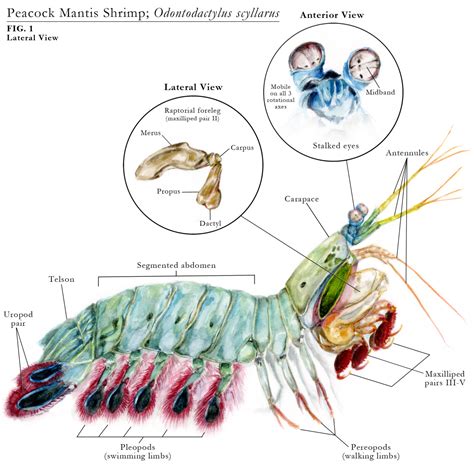 Just My Art - Peacock Mantis Shrimp Odontodactylus scyllarus ...