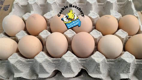 size eggs  australorps lay  robert castle blog