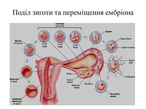 Анатомічні артефакти Месопотамії та древнього Єгипту - презентация онлайн