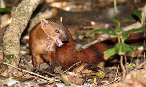 family eupleridae madagascar mongooses coke smith wildlife