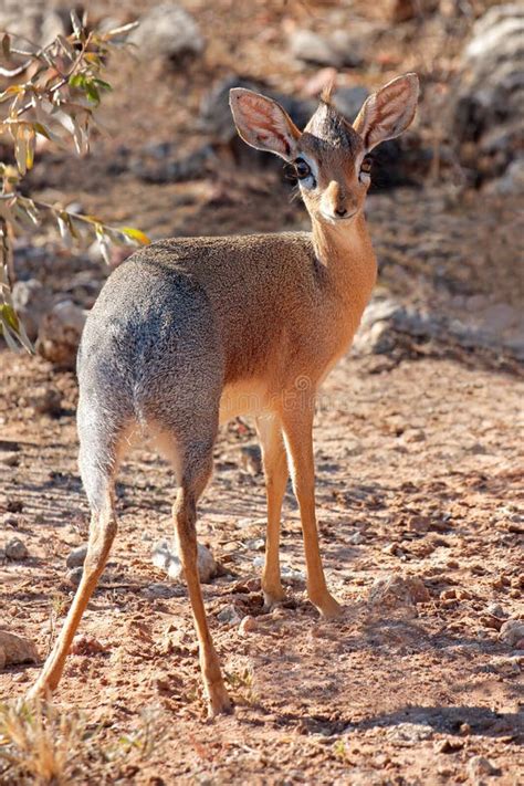 Damara dik-dik antelope stock image. Image of national - 58010611