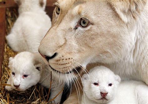 Animal photos of the week: 7 February 2014