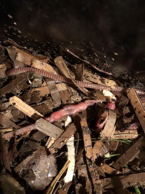 Get a room, you two. : r/Vermiculture