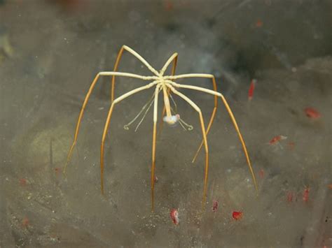 Sea spider - Alchetron, The Free Social Encyclopedia