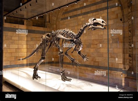 Mantellisaurus skeleton hi-res stock photography and images - Alamy