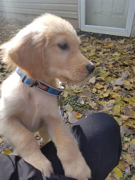 My new puppy, Stafford! : r/detroitlions