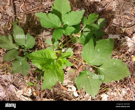 black snakeroot sanicula canadensis plantae stock photo alamy