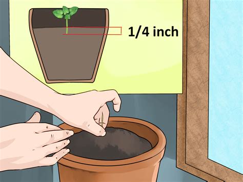 3 Ways to Prune Mint - wikiHow