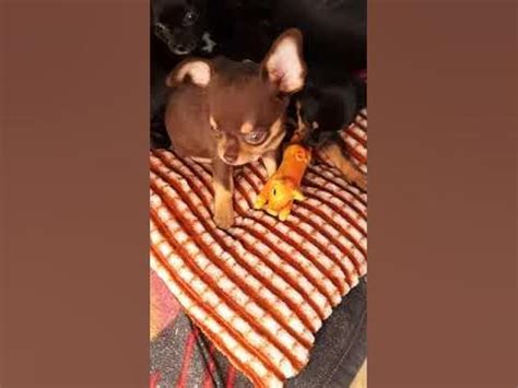 Шоколодка - YouTube