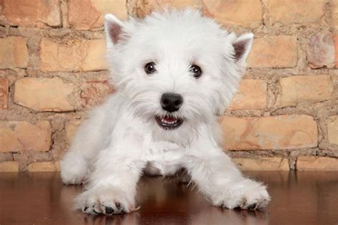 West Highland White Terrier (Westie) Puppies For Sale