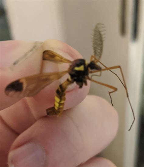 What is this bug, looks like a mosquito wasp hybrid but i can't find