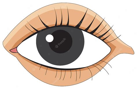 eye clipart vector  claire dalrymple blog