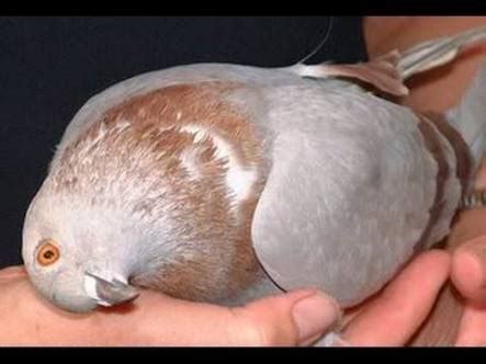 Pigeon diseases- The ultimate guide