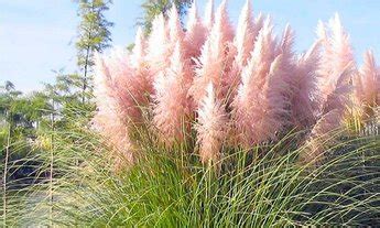 Пенисетум / Pennisetum - декоративна трева